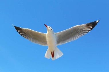 Güzel gökte uçan martı.