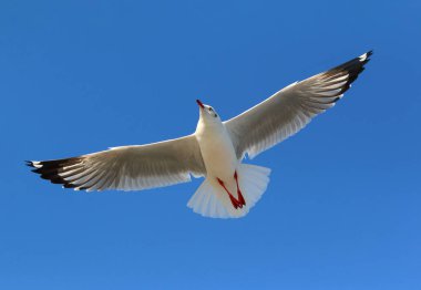 Güzel gökte uçan martı.