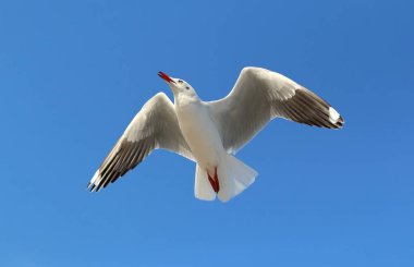 Güzel gökte uçan martı.