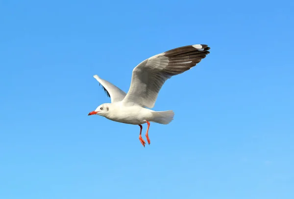 Möwe Fliegt Schönen Himmel — Stockfoto
