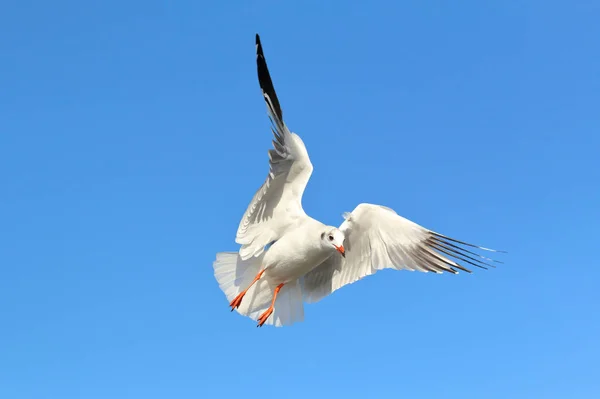 Gaviota Volando Hermoso Cielo —  Fotos de Stock