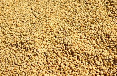 Kuru kahve çekirdekleri kavrulmuş değil. Çiğ kahve çekirdekleri.