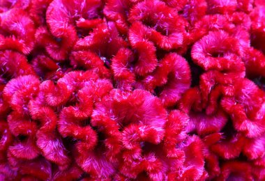 Makro closeup dokusuna güzel parlak pembe cockscomb.
