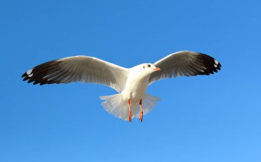 Martı gökyüzünde uçuyor.