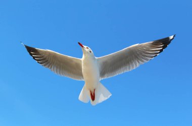 Martı gökyüzünde uçuyor.