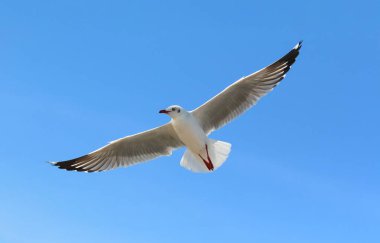 Martı gökyüzünde uçuyor.
