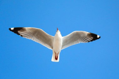 Martı gökyüzünde uçuyor.