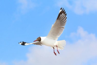 Martı gökyüzünde uçuyor.