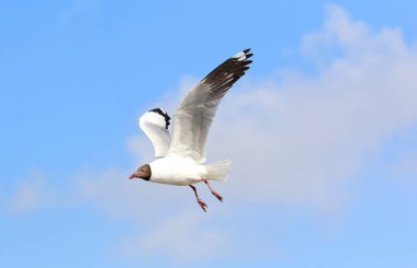 Martı gökyüzünde uçuyor.