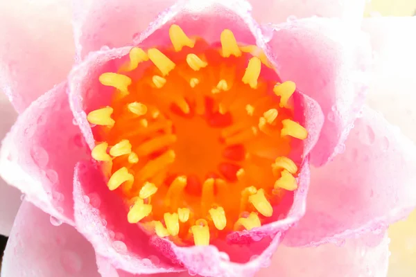 Close Pollen Pink Lotus — Stock Photo, Image