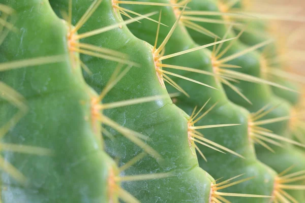 Abstract Cactus Plant Garden — Stock Photo, Image