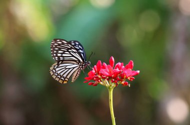 Closeup kelebek çiçek, çiçek tropikal Bahçe kelebeği.