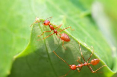 Karıncalar, karınca veya karıncalar kolayca Asya'da bulunur. Çünkü her yerde vardır. Turuncu hayvandır. Yeşil ağaçları ile izledi. Karıncalar bir topluluk olarak gruplanmış.
