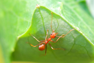 Karıncalar, karınca veya karıncalar kolayca Asya'da bulunur. Çünkü her yerde vardır. Turuncu hayvandır. Yeşil ağaçları ile izledi. Karıncalar bir topluluk olarak gruplanmış.