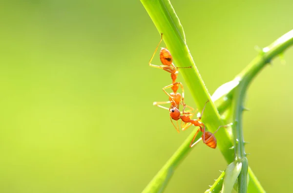 Semut Semut Atau Semut Mudah Ditemukan Asia Karena Ada Dimana — Stok Foto