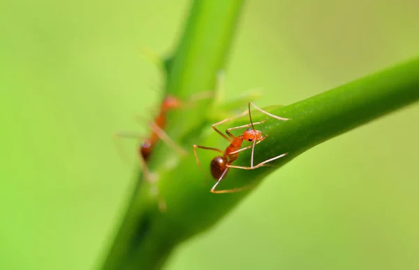 アリやアリ アリはアジアで簡単に発見します どこにでもいるので動物はオレンジです 緑の木々 が続きます アリはコミュニティとして一緒にまとめられています — ストック写真
