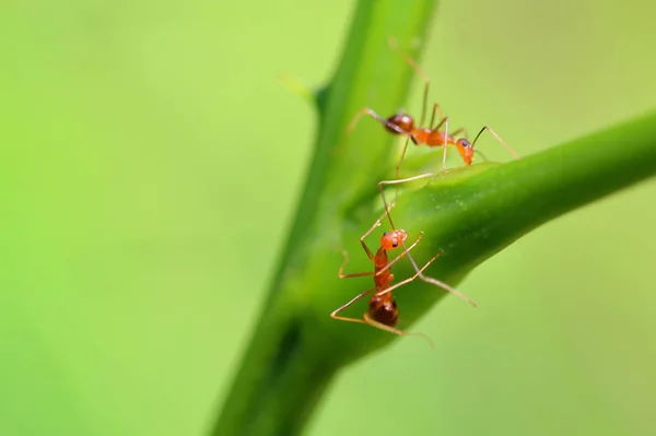 アリやアリ アリはアジアで簡単に発見します どこにでもいるので動物はオレンジです 緑の木々 が続きます アリはコミュニティとして一緒にまとめられています — ストック写真