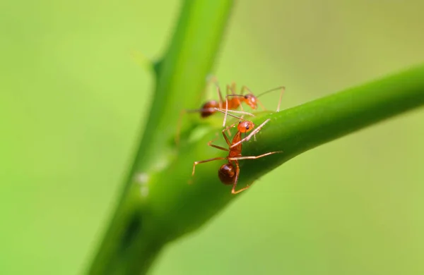 アリやアリ アリはアジアで簡単に発見します どこにでもいるので動物はオレンジです 緑の木々 が続きます アリはコミュニティとして一緒にまとめられています — ストック写真