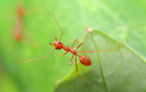 アリやアリ アリはアジアで簡単に発見します どこにでもいるので動物はオレンジです 緑の木々 が続きます アリはコミュニティとして一緒にまとめられています — ストック写真