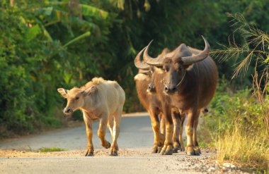 Buffalo kırsal Tayland de yol yürüme
