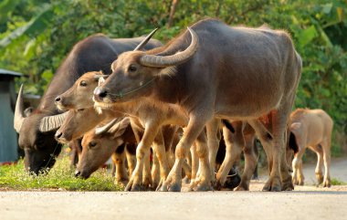Buffalo kırsal Tayland de yol yürüme