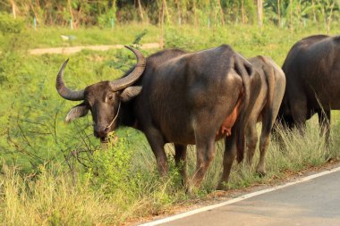 Buffalo kırsal Tayland de yol yürüme