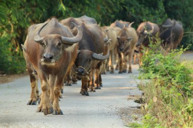 Buffalo kırsal Tayland de yol yürüme