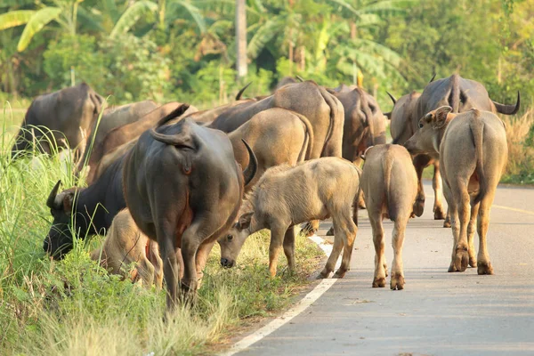 Buffalo kırsal Tayland de yol yürüme