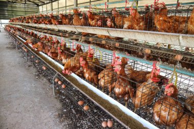 Tavuk çiftliği iş yüksek tarım ve tarım teknolojisi kullanarak