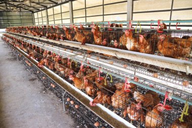 Tavuk çiftliği iş yüksek tarım ve tarım teknolojisi kullanarak