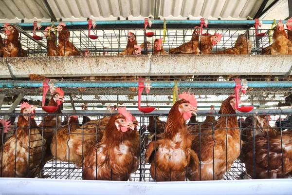 Hühnerfarmbetrieb Mit High Farming Und Einsatz Von Technologie Der Landwirtschaft — Stockfoto