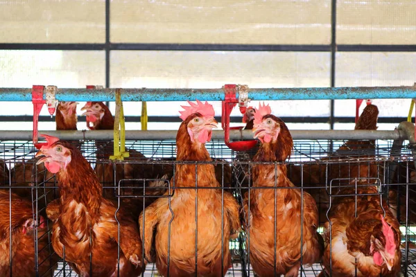 Chicken farm business with high farming and using technology on farming