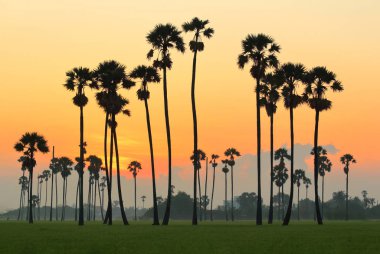 Sabah, kırsal Tayland pirinç alan şeker palmiye ağaçlarında.