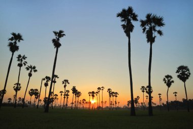 Sabah, kırsal Tayland pirinç alan şeker palmiye ağaçlarında.