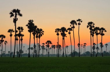 Sabah, kırsal Tayland pirinç alan şeker palmiye ağaçlarında.