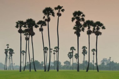 Sabah, kırsal Tayland pirinç alan şeker palmiye ağaçlarında.