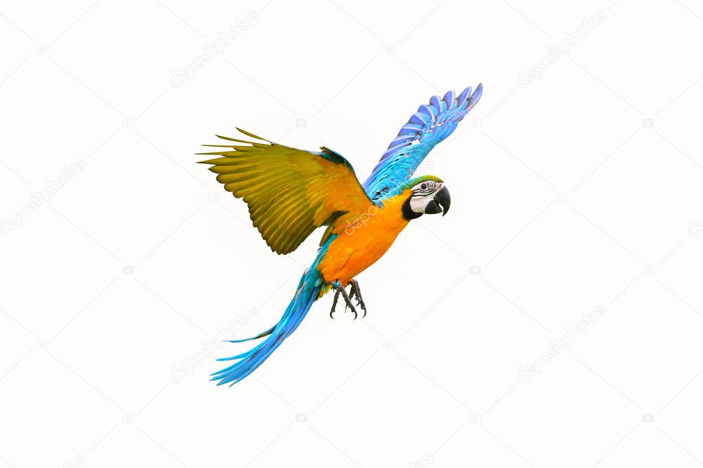 Colorful flying parrot isolated on white