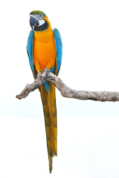 Πολύχρωμοι Παπαγάλοι Μακάο Σκαρφαλωμένοι Ένα Κλαδί — Φωτογραφία Αρχείου