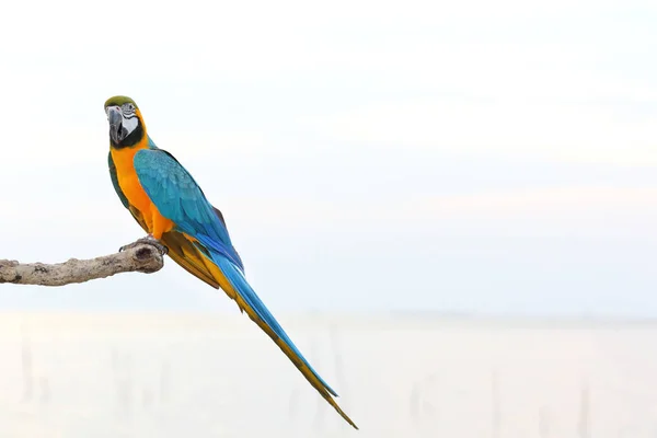 Цветные Попугаи Ара Сидящие Ветке — стоковое фото