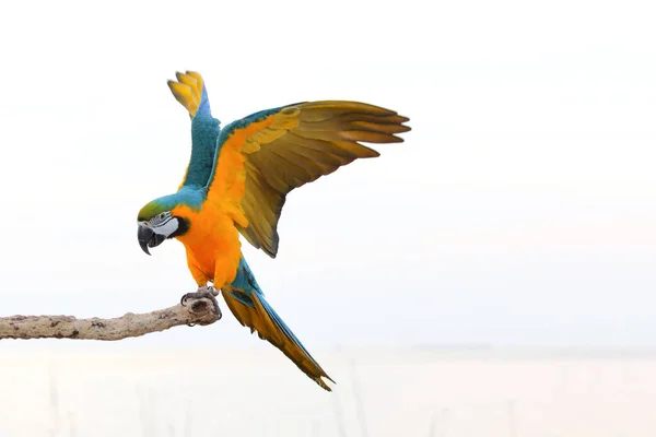 Πολύχρωμοι Παπαγάλοι Μακάο Σκαρφαλωμένοι Ένα Κλαδί — Φωτογραφία Αρχείου
