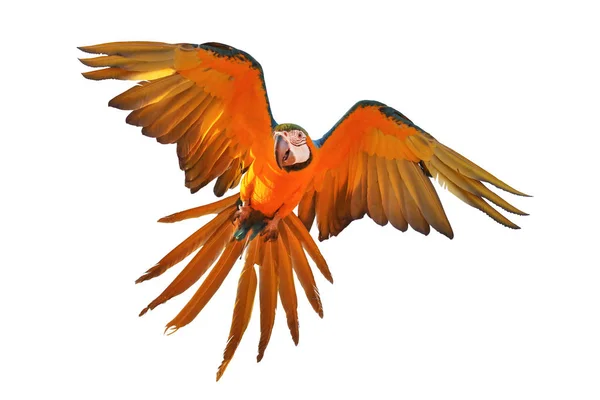 Beyaz arka plan üzerinde izole renkli uçan papağan.