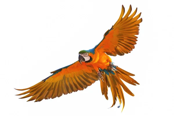 Beyaz arka plan üzerinde izole renkli uçan papağan.