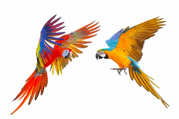 Kolorowa Papuga Odizolowana Białym Tle Szkarłatna Niebiesko Złotą Plamką — Zdjęcie stockowe
