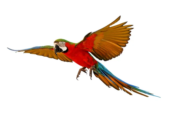 Yeşil Kanatlı Papağan Beyaz Üzerinde Tek Başına Uçuyor — Stok fotoğraf