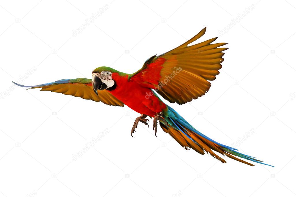 Green wing macaw parrot flying isolated on white