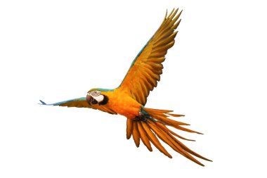 Beyaz izole renkli Amerika papağanı papağan.