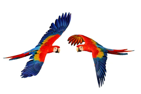 Papagaios Arara Coloridos Voando Isolados Branco — Fotografia de Stock