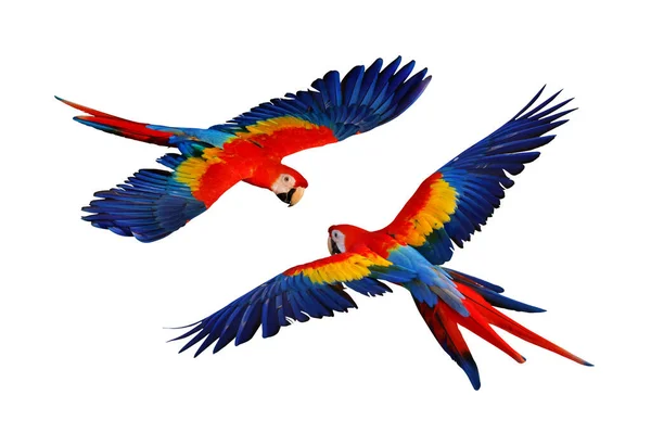 Kleurrijke Papegaai Vliegen Geïsoleerd Wit — Stockfoto