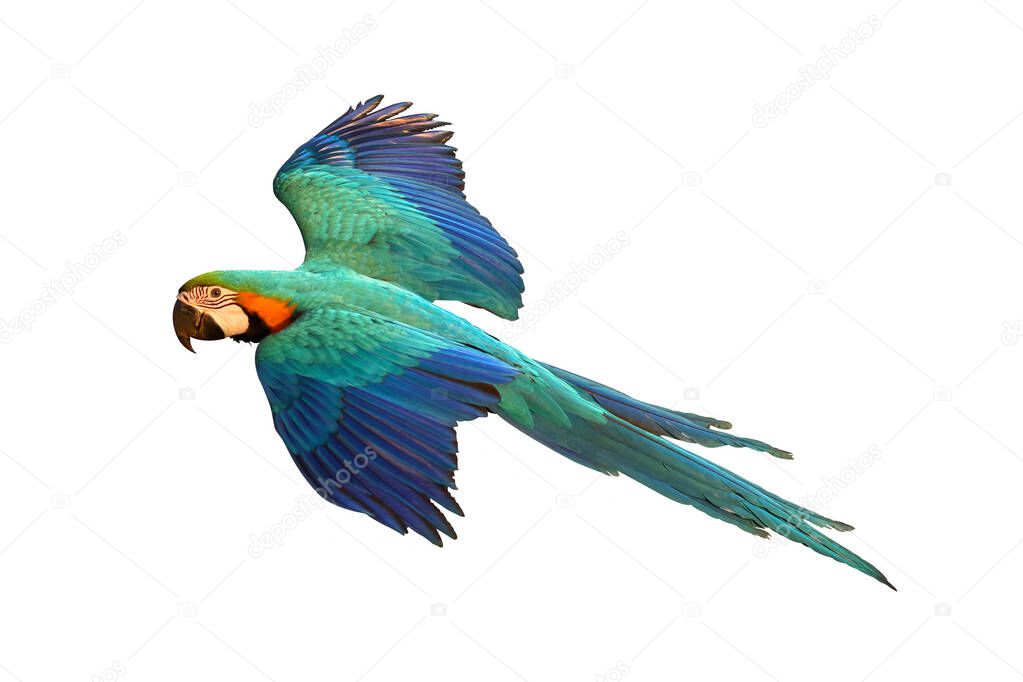 Colorful macaw parrot flying  isolated on white