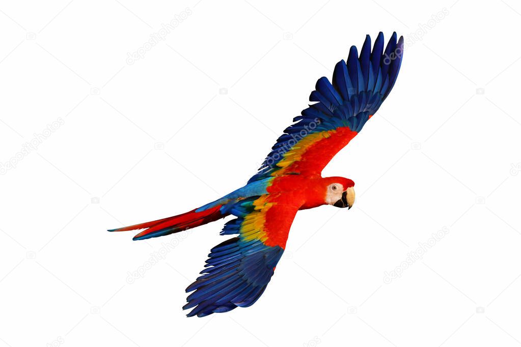 Colorful macaw parrot flying  isolated on white